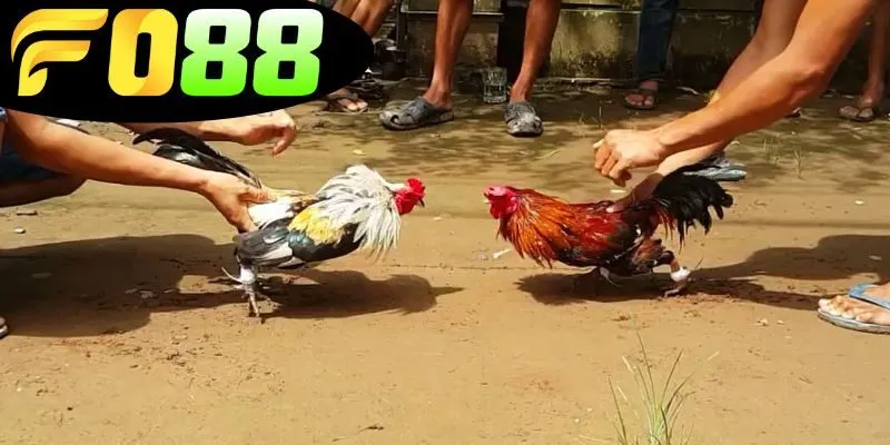 Vệ sinh và phòng bệnh cho gà đá