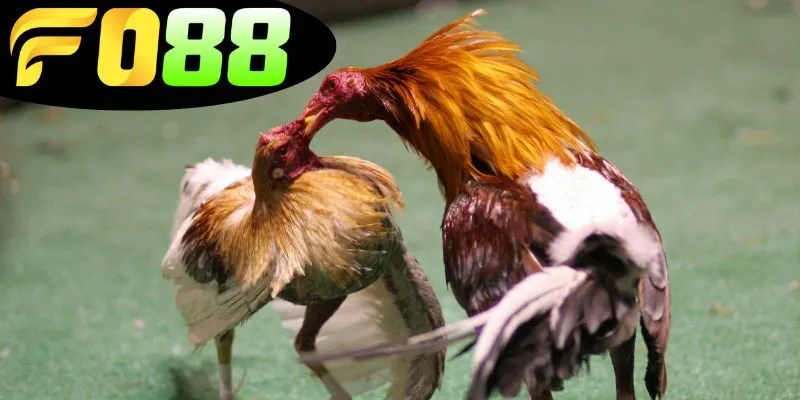 Khái niệm về đá gà cựa tròn