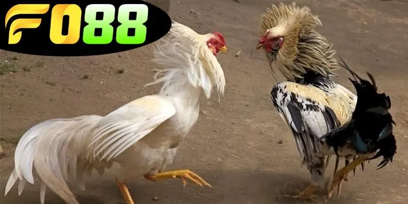 Kỹ thuật nuôi và chăm sóc