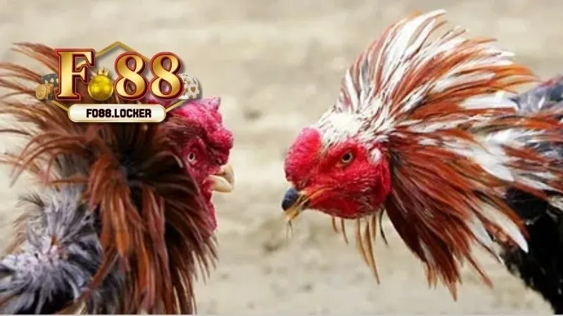 Lợi Ích Khi Chơi Đá Gà Fo88