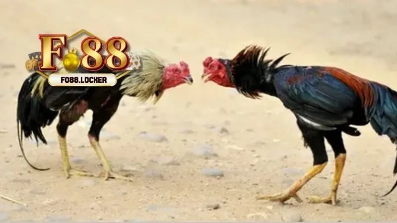 Các Loại Hình Đá Gà Fo88