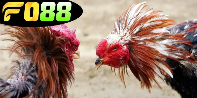 Giới thiệu về đá gà Thomo 247