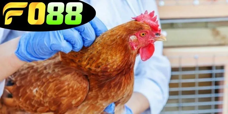 Khái niệm về thuốc đá gà bịp