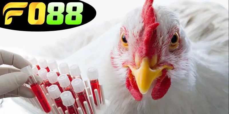 Tác hại của thuốc đá gà bịp